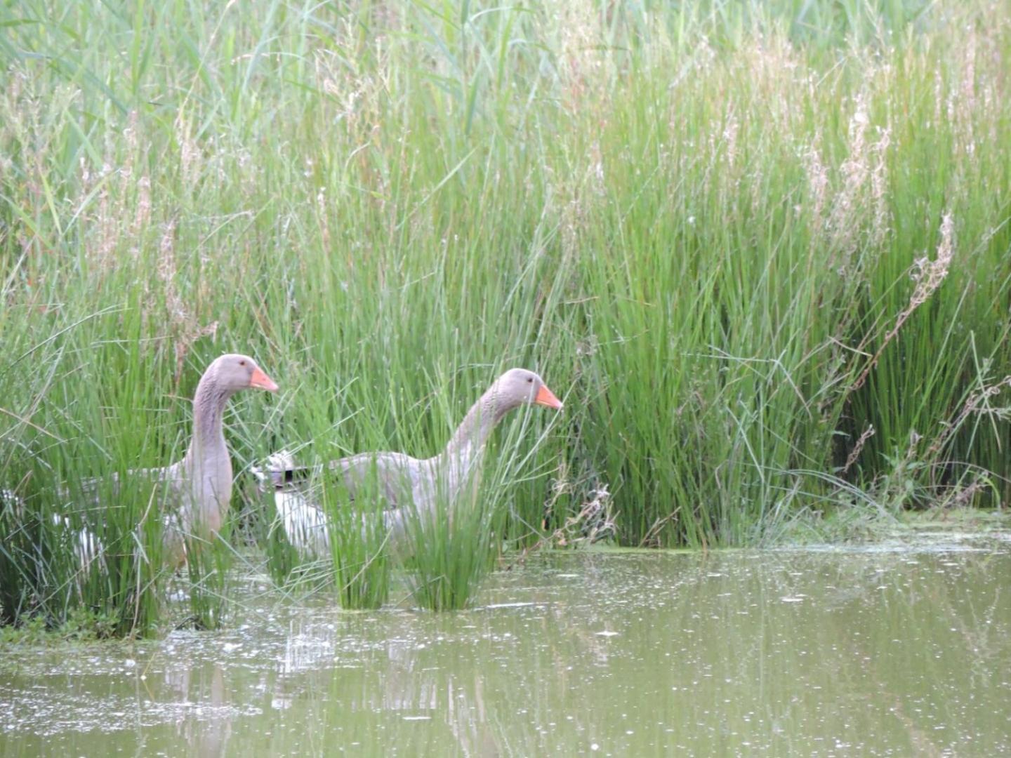 Espace Nature Studio Independant Proche Du Parc Des Oiseaux Sainte-Olive Екстериор снимка